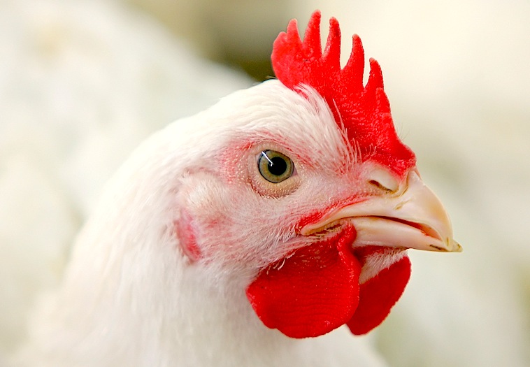 Chickens are cheap and defenseless animals,  perfect for sacrifice and torture!