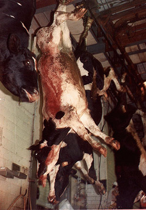 cow-slaughter-kosher[1]