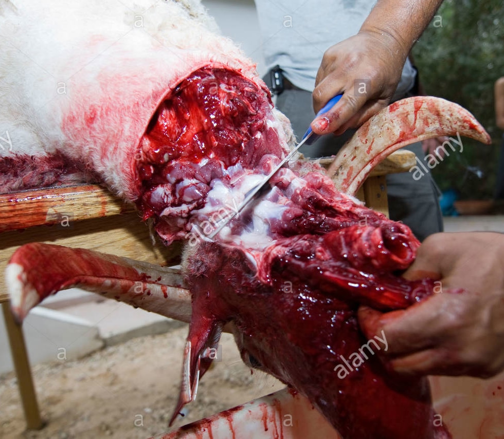 kosher-slaughter-of-a-male-sheep-17-BA6TRN2